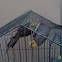 Cacatúa 