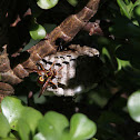 Yellow Brown Paper Wasp