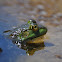 Bullfrog