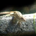 Lizard