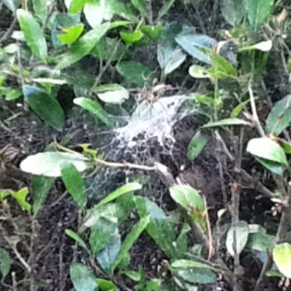 Spotting Image 1
