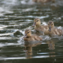 Mallard (Squabs)
