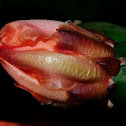 Chumbera