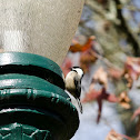 Black-capped Chickadee