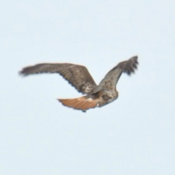 Red-tailed Hawk | Project Noah