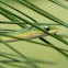 Rough green snake