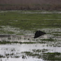 American Black Duck