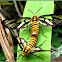 Amata Wasp Moths (Mating)
