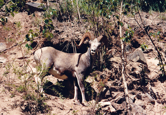 Spotting Image 1