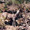 Dall Sheep