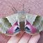 Modest Sphinx