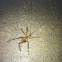 Cave cricket