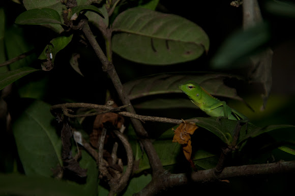 Spotting Image 1