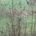 Butterfly Bush (Dormant)