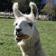 Llama