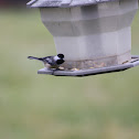 Black - capped Chicadee