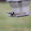 Black - capped Chicadee