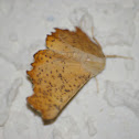 Maple Spanworm Moth
