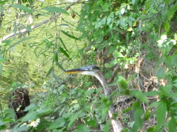 Spotting Image 1