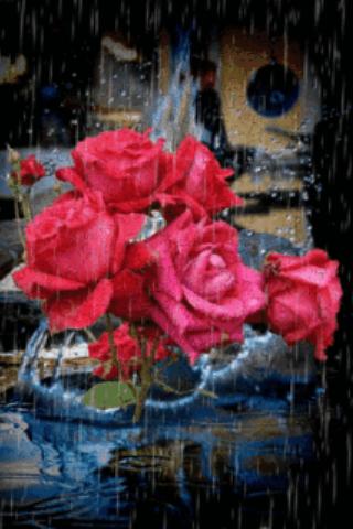 Roses Under Rain Live Wallpape