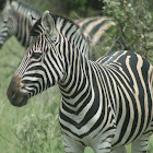 Cape Mountain Zebra