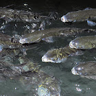 Sea Mullet