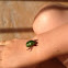 Jewel beetle