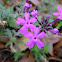 Verbena