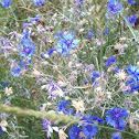 Cornflower