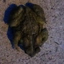 Common Toad