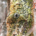 Shelf fungi