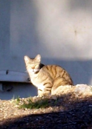 Spotting Image 1