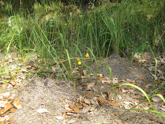 Spotting Image 1