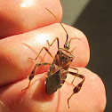 Leaf-footed bug