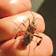 Leaf-footed bug