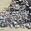 Goose Barnacles