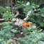 Mangrove tree nymph butterfly