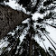 Norway Spruce