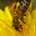 Bee
