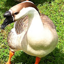 Chinese goose