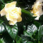 Gardenia