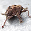 Melaleuca Snout Beetle/Melaleuca Weevil ?