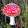 Fungi in the Benelux
