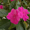 pink impatiens
