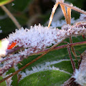 Salal