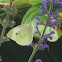 European Cabbage Butterfly