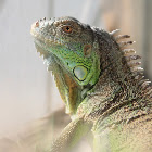 Iguana