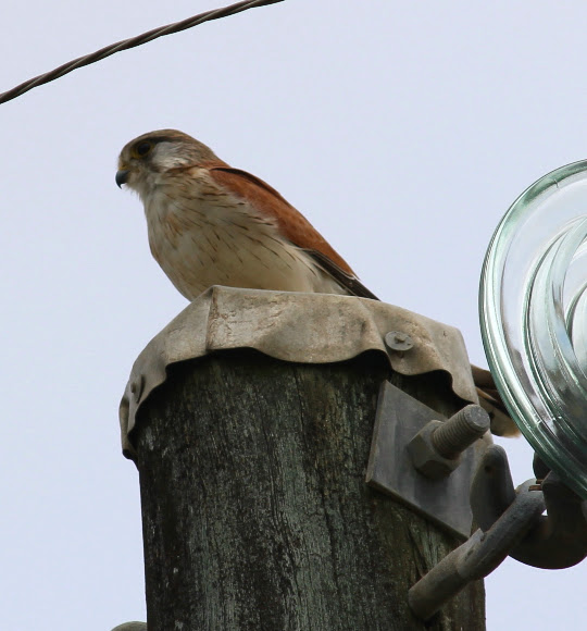 Spotting Image 1