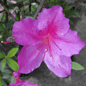 Violet Flower