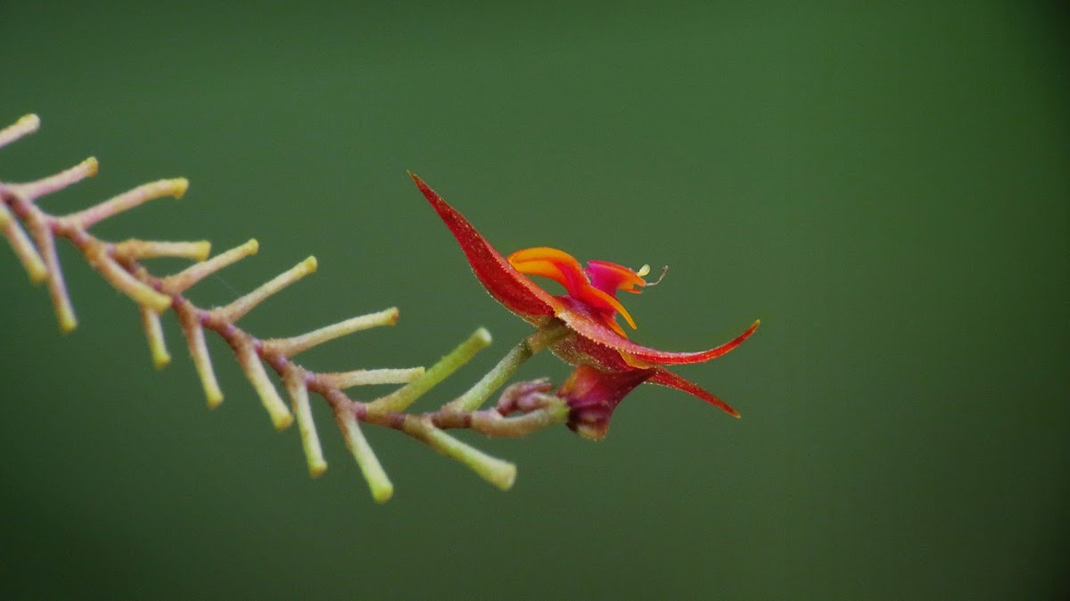 Lepanthes